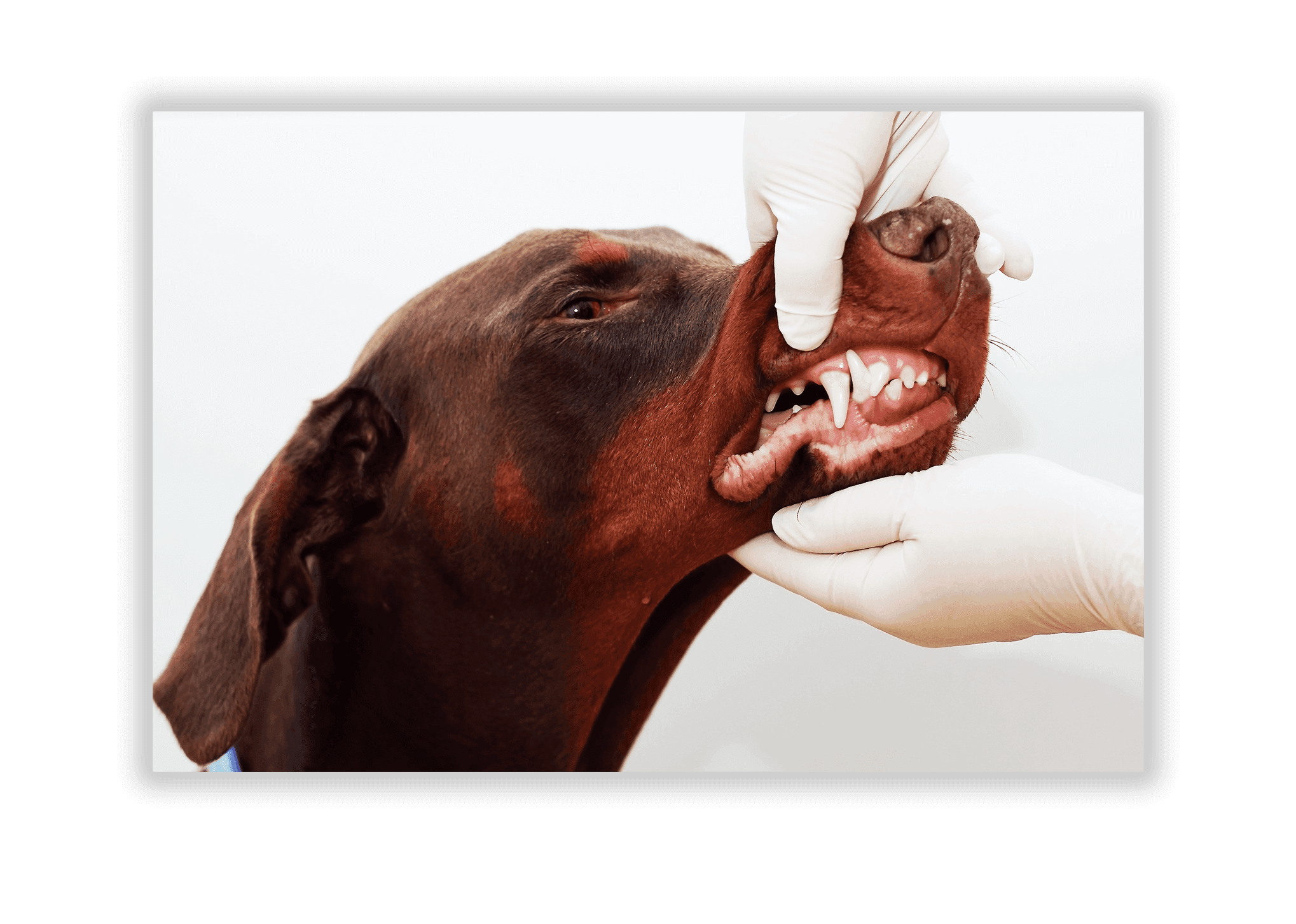 Dogs Brushing Teeth 2