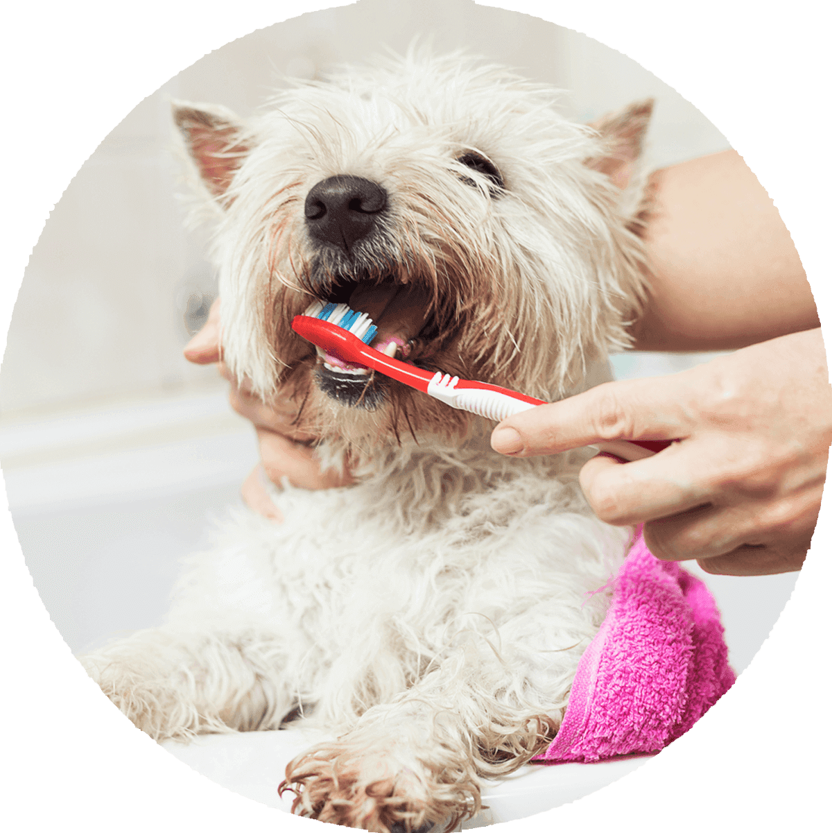 Dog's Oral Health