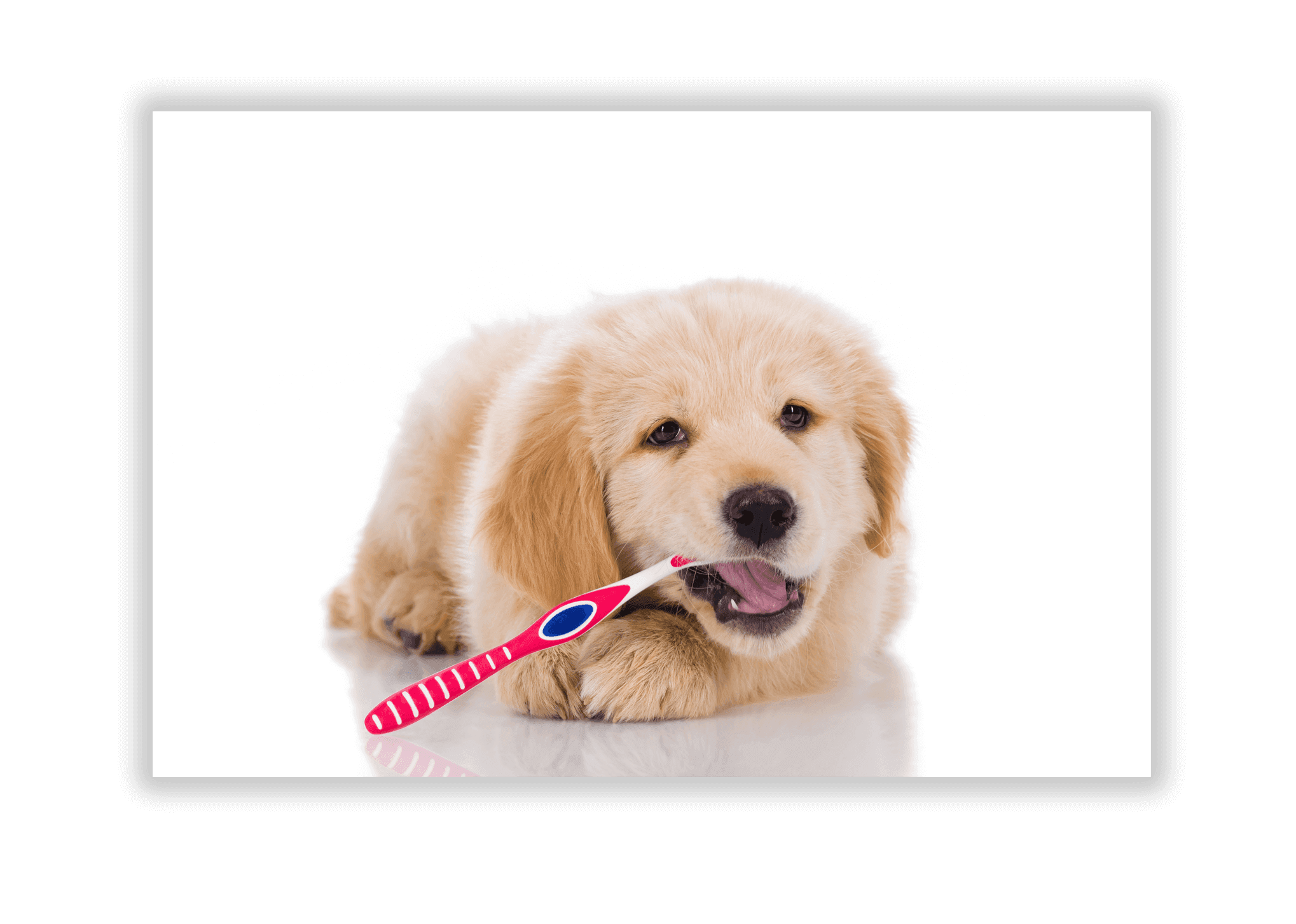 Dog health